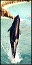 ci_seaworld-1